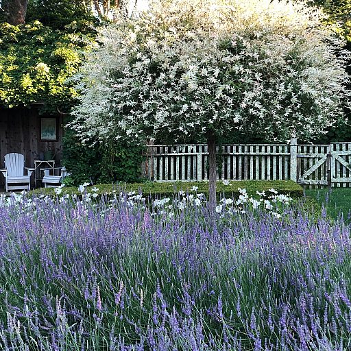 Fields of Lavender! 